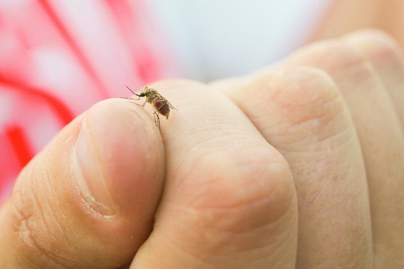 הדברה בכרמיאל